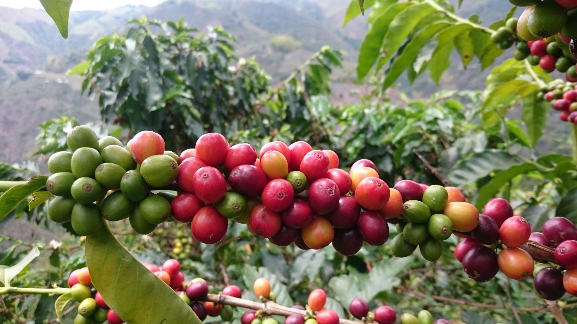 Eje_Cafetero
